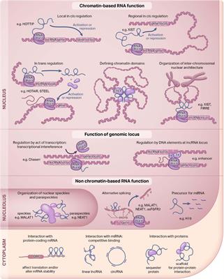 Epigenetic Regulation of the Vascular Endothelium by Angiogenic LncRNAs